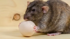 Дали е можно да се нахрани стаорец со варени или сурови јајца